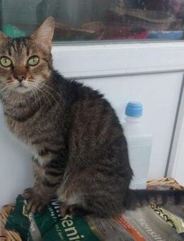 Keks-Vermittlungshilfe für Verein Labus - Bad Camberg