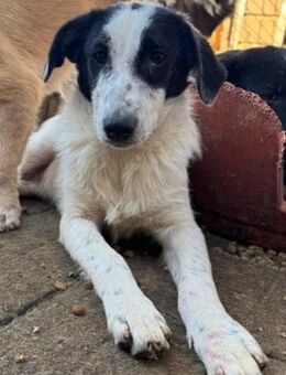 AJNUR ~ weiß mit schwarzen Ohren und Po - Duisburg