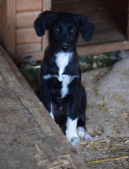 Lilly und ihre Welpen (ca 40-45 cm groß werdend, Endgröße )suchen ein Zuhause - Angern