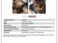 Kater Karlo entlaufen in 60439 - Frankfurt (Main) Heddernheim