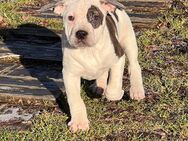 American Bully XL Welpen - Thalfang