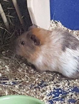 Junger Meerschweinchen - Kastrat sucht für-immer-Zuhause - Sarstedt