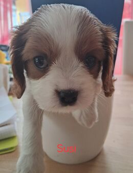 Cavalier King Charles Spaniel - Adelsdorf