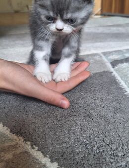 Ein Kitten sucht noch! - Saarlouis