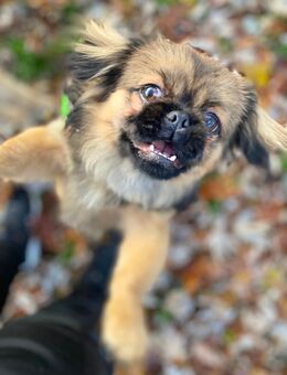 🌟 Zauberhafter Pekinese „Hatschi“ sucht sein Für-Immer-Zuhause 🌟 - Frankfurt (Main) Niederrad