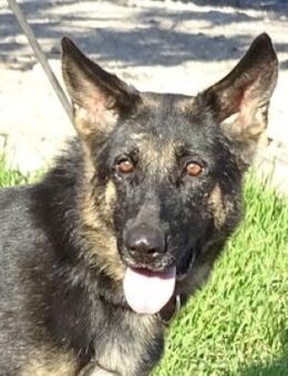 DONNA sucht Zuhause - Gefrees