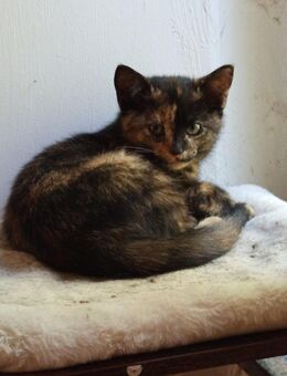 Glueckskatzenkitte aus Main Coon undTempelkatze - Lilienthal
