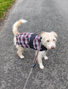 Aktiver Charly sucht erfahrene Menschen - Großefehn