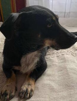 Bety♥️Verdient endlich ein Zuhause 🙏 - München