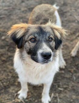 Frodo sucht liebevolles zu Hause - Brühl (Baden-Württemberg)