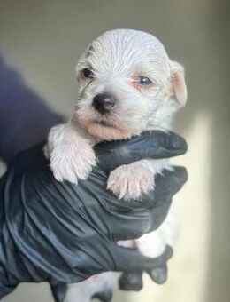 Zauberhafter Welpe 19 M - Kallmünz