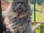 Maine Coon Katerchen in red-tabby-white und cream-silver-tabby-white - Freital