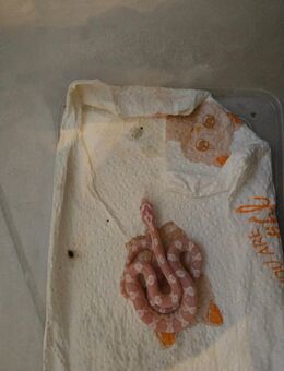 NZ Kornnattern abzugeben - Bad Bramstedt