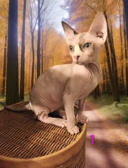 Sphynx Katzen Kinder suchen ein neues Zuhause - Berlin Marzahn-Hellersdorf