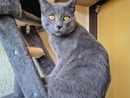 BKH Russisch Blau Katze - Tuttlingen