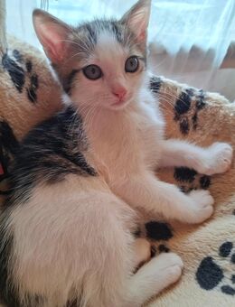 😻Katzenkitten😻 7 Wochen 🐾 - Saarbrücken