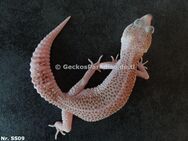 0,5 Weibchen adult zuchtreif Midnight Blizzard + Mack Super Snow Raptor Tremper Albino Eclipse Pied Leopardgecko - Berlin