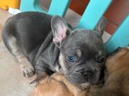 Reinrassiger französische Bulldogge Welpe in Lilac Tan - Freihung