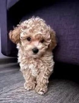 Süsse Maltipoo Welpen - Bramsche