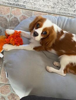 Dobby sucht ein neues Zuhause! - Euskirchen