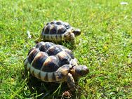 Gebe Nachzuchttiere des Jahrgangs 2022 der Breitrandschildkröte - Testudo marginata - Parchim
