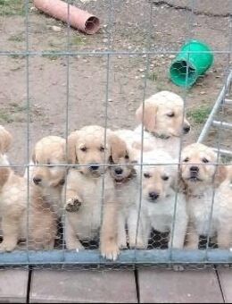 Golden Retriever Labrador Welpen Wurf Ankündigung - Lauterhofen