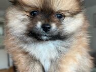 Reinrassige Pomeranian Zwergspitz Welpen - Barsinghausen