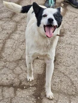 Pfote sucht HERZ - sozialer BRUCE🐾🐾♥️ - München