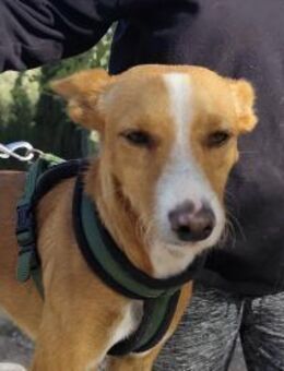 Chacho; kleiner Rüde friert - Geilenkirchen