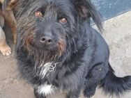 Bonnie sucht ihre Familie - Weilheim (Oberbayern)