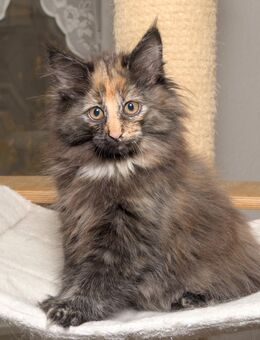 Norwegische Waldkatze Joy mit Papieren - Chemnitz