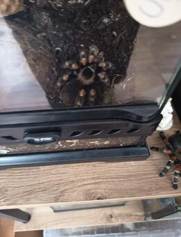 Brachypelma Hamorri - Holzminden