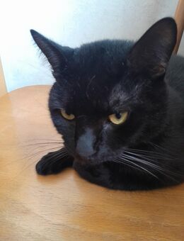 Schwarze Katze - Bremerhaven Zentrum