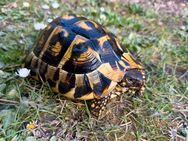 Griechische, weibliche Landschildkröte abzugeben, THH, NZ 2012 - Edenkoben