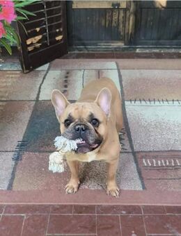 💙 Dallas Französische Bulldogge - Kassel