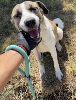 Sanfte menschenbezogene BOYANA sucht♥️ - München