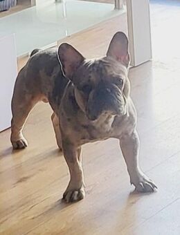 Französische Bulldogge Rüde – „Dior“ (geboren am 23. November 2023) - Nürnberg