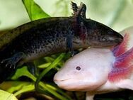 2 wunderschöne Axolotl zu verkaufen - Merzig