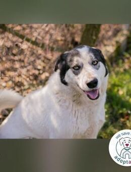 Fly: Wartet sehnsüchtig auf ihr Zuhause - Kirchzell