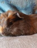 Meerschweinchen "Leanoo" in 24852