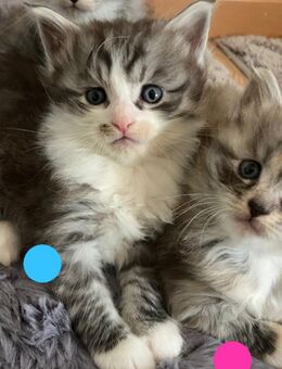 Maine coon kitten - Eppelborn