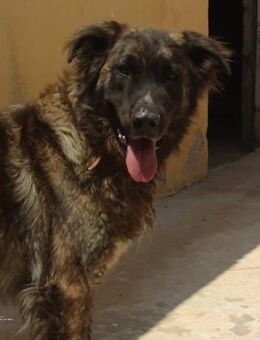 Paco, geb. ca. 27.12.2023, ca. 55 cm g - Lünen