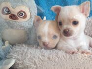 Zuckersüße kurzhaar Chihuahua Babys vier Rüden suchen bald ein schönes Zuhause - Schulzendorf