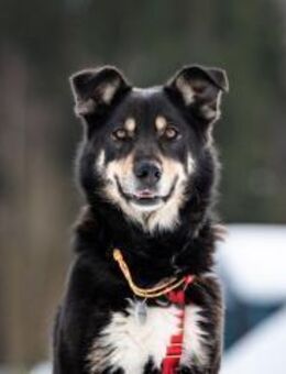 Familienhund Sirena sucht ihre Menschen - Duisburg