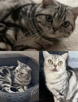 BKH Whiskas Katzen suchen Stammbaum Silber Tabby - Magdeburg