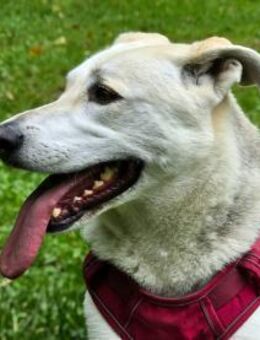 Schäferhund Mix Emmi sucht tolle Mensc - Bergkamen