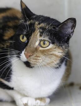 Katze Soli -als Einzelkatze-VERMITTELT - Bochum