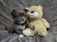 Chihuahuawelpen ein echter Hingucker, aus deutscher Zucht⁸ - Duisburg
