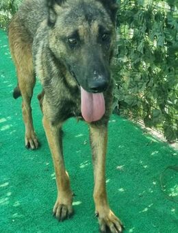 Nina - scheue Schönheit - Overath