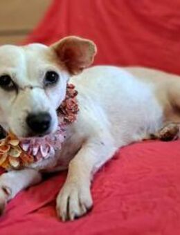 Shyee - sucht ihr Herzenszuhause - Löwenberger Land